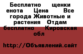 Бесплатно !!! щенки енота!! › Цена ­ 1 - Все города Животные и растения » Отдам бесплатно   . Кировская обл.